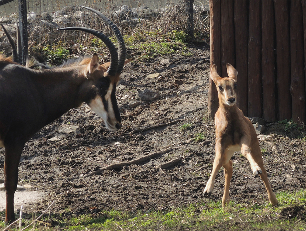 Уникальную «золотую» антилопу москвичи подарят зоопарку Геленджика