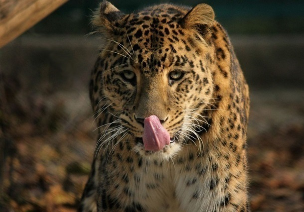 Президент Международной федерации хоккея покормит сочинских леопардов