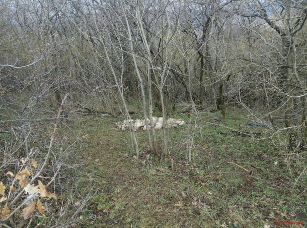 В лесу под Новороссийском нашли кучу мертвых туш свиней