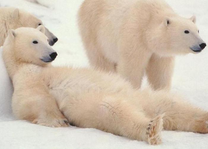 Прокуратура Кубани нашла сайты, где продают белого медведя, манула и леопарда