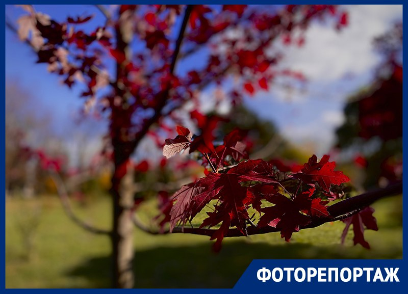 Фоторепортаж из Краснодара: поцелуй осени в Ботаническом саду