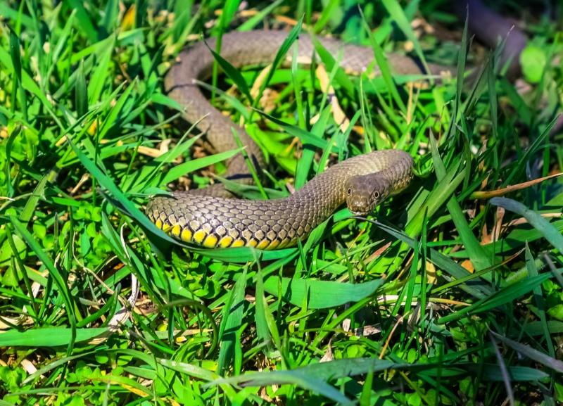 Какие змеи водятся в тульской области фото с названиями