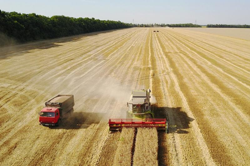 Чем обусловлена высокая урожайность зерна в Краснодарском крае