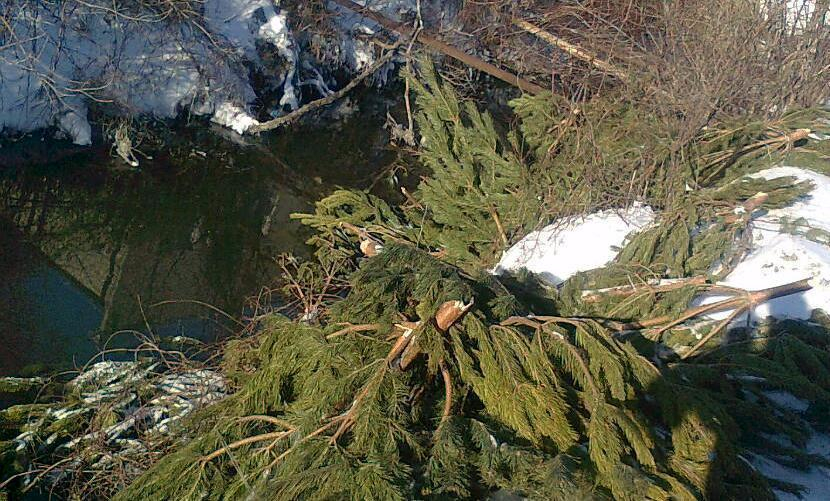 На речке в Новороссийске устроили кладбище новогодних елок