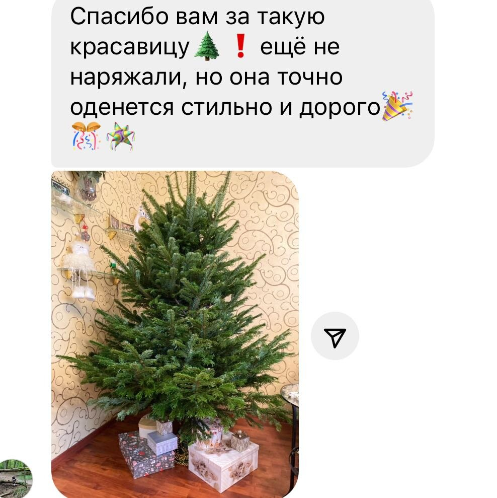 запах настоящей елки